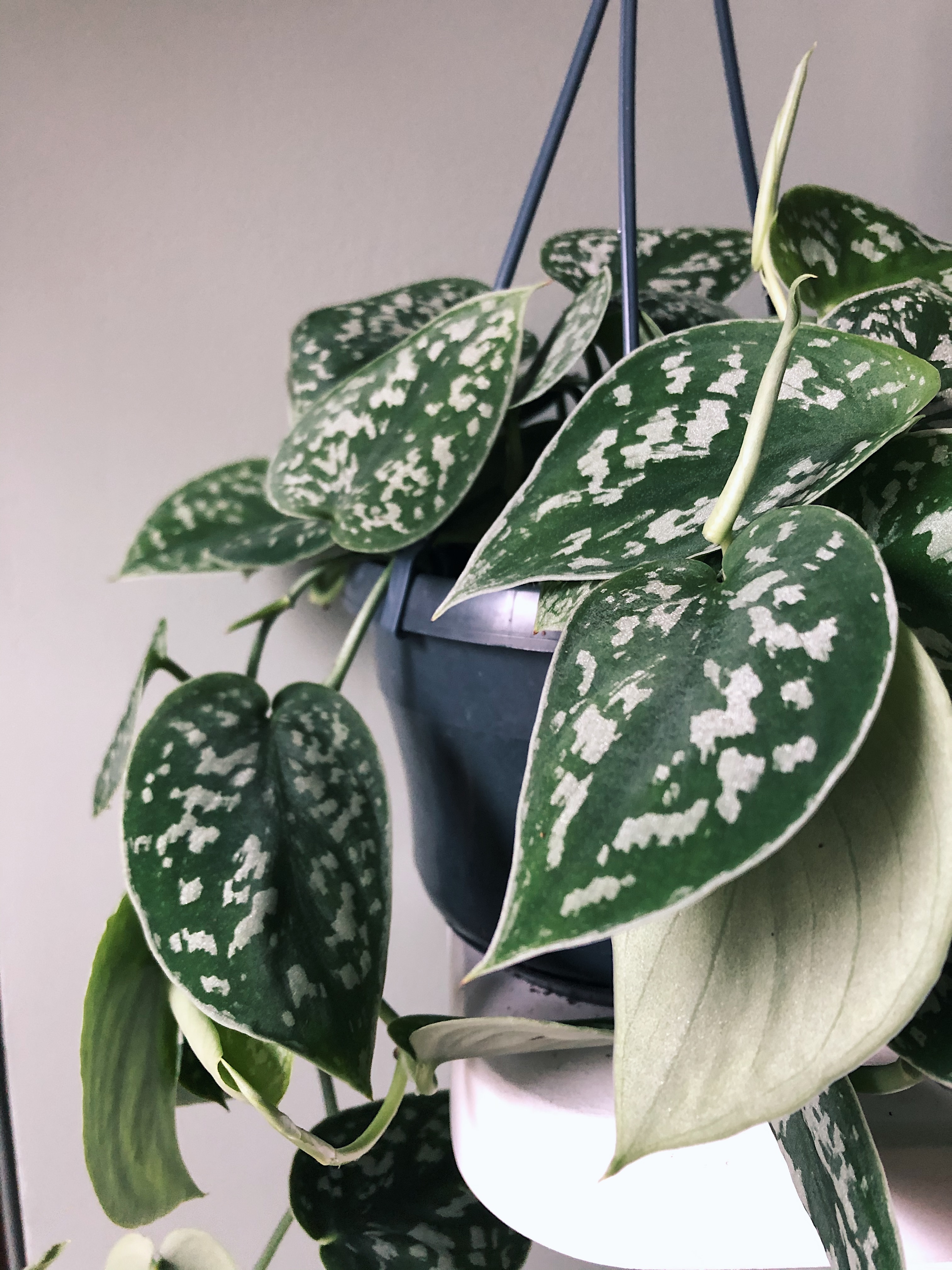 Satin pothos