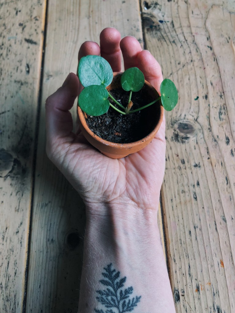 Baby pilea peperomioides