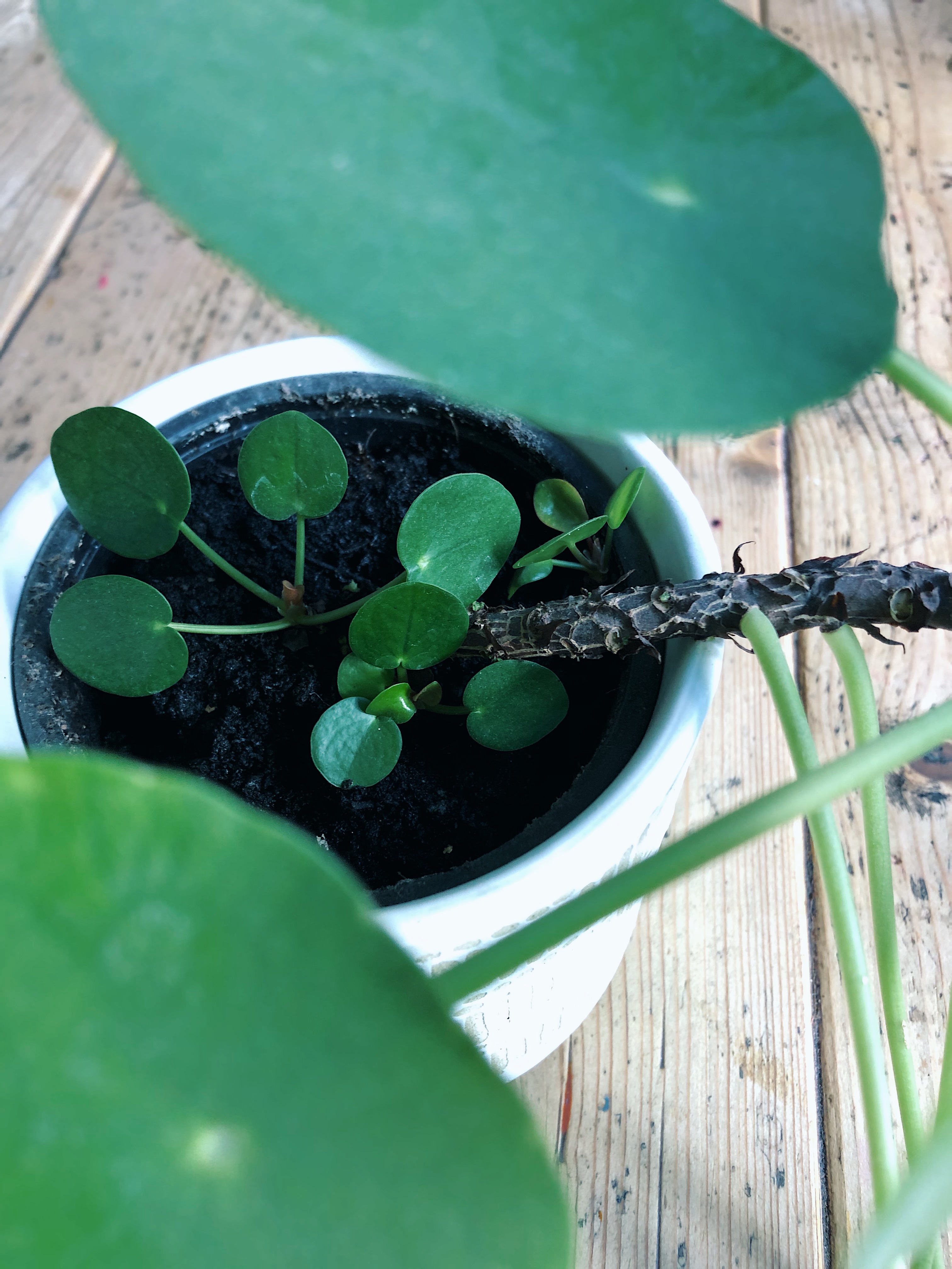 Pilea babies