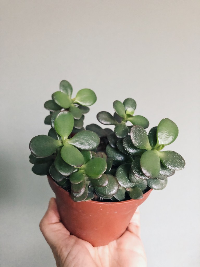 Crassula