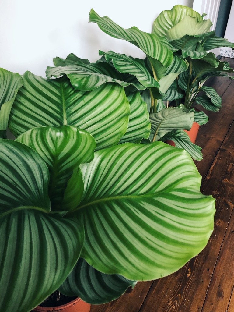 Row of Calathea orbifolia