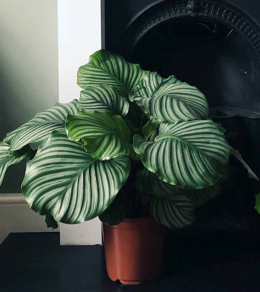 Calathea orbifolia