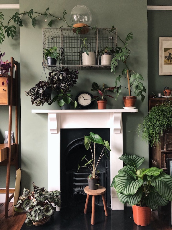 Calathea and other plants