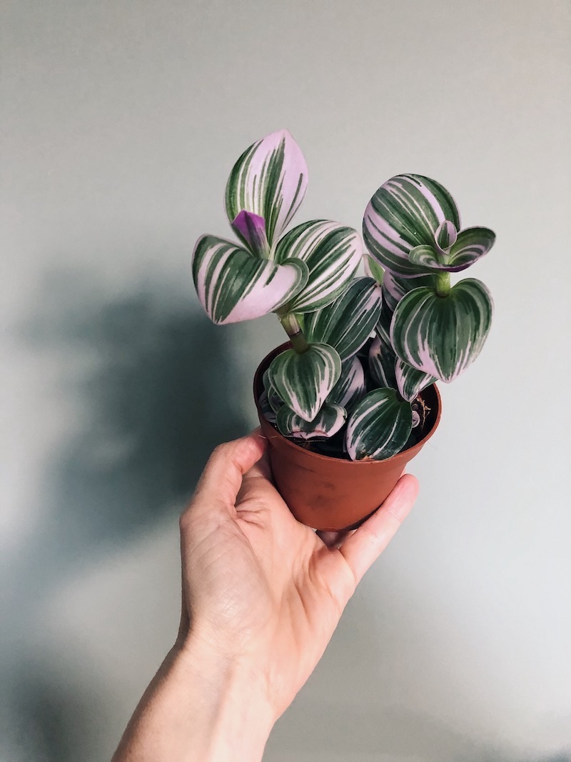 Tradescantia albiflora Nanouk