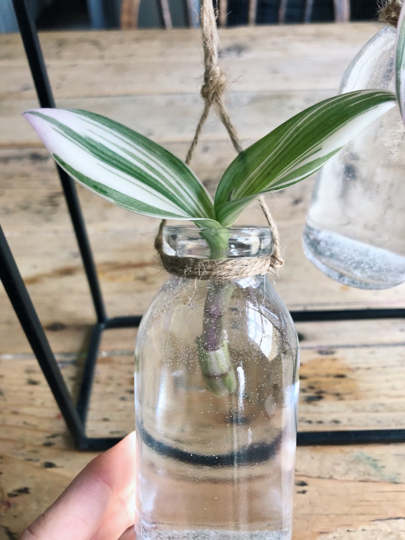 Tradescantia cutting in water